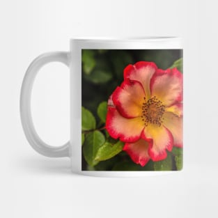 Wild Rose Sunrise Mug